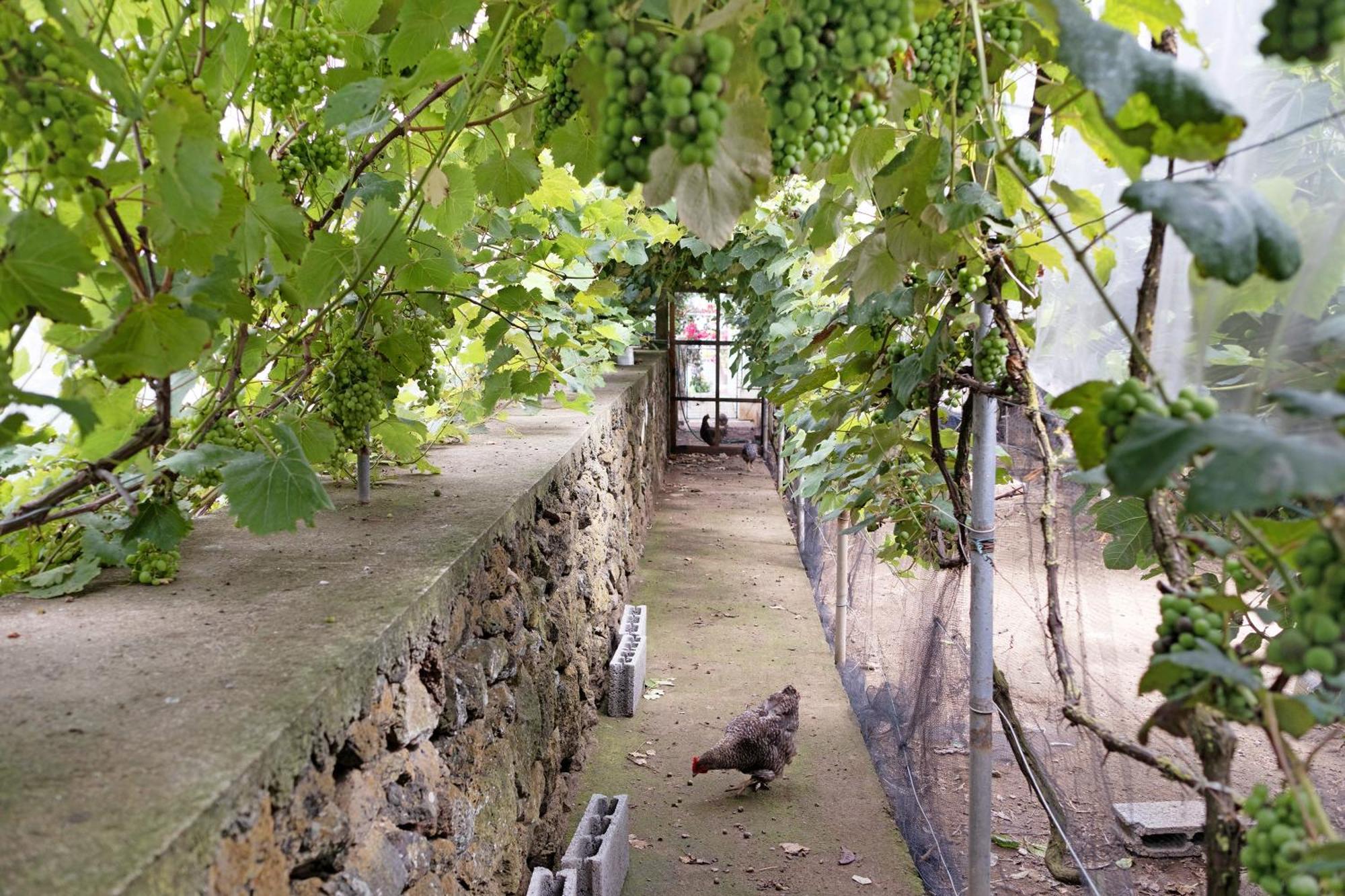 Casa Das Rosas Angra do Heroísmo Exterior foto